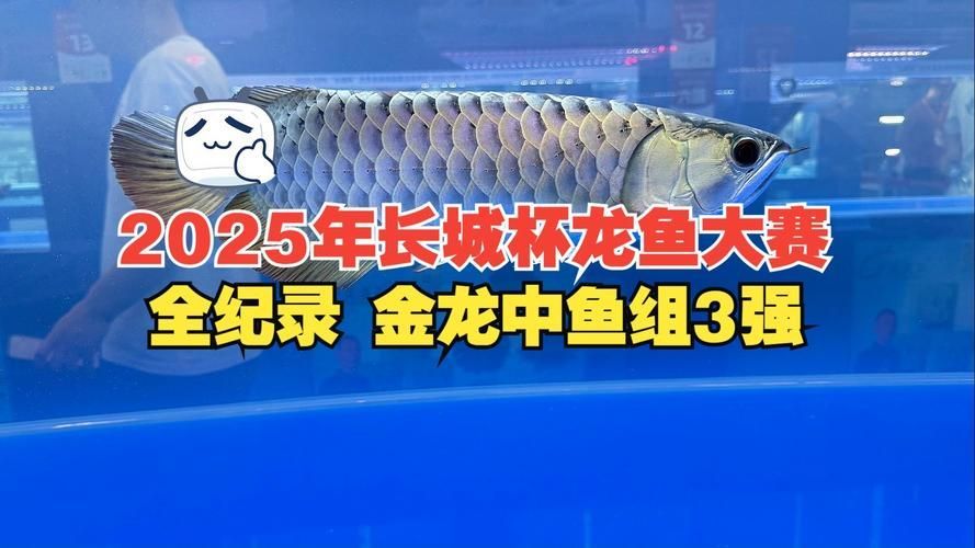 2025年龍魚大賽的最佳答案是什么？