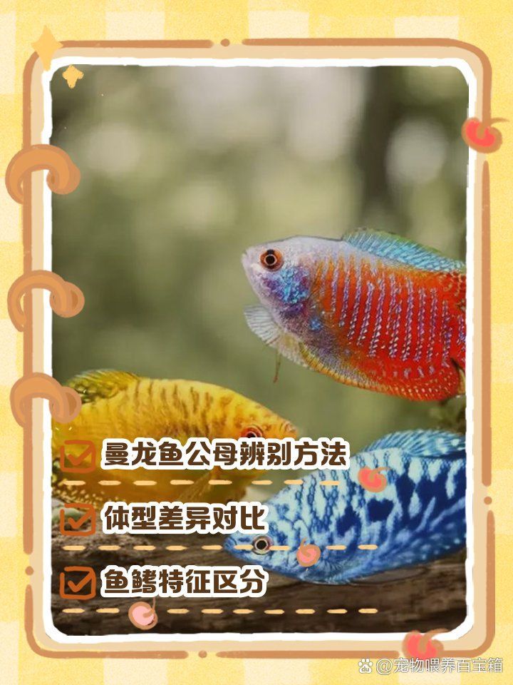 曼龍魚幼魚階段有哪些性別區(qū)分技巧，曼龍魚幼魚階段的性別區(qū)分技巧