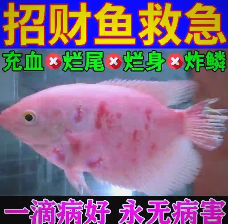 招財貓魚疾病治療需要多久，招財貓魚治療期間需要喂食嗎，招財貓魚疾病治療費用大概是多久