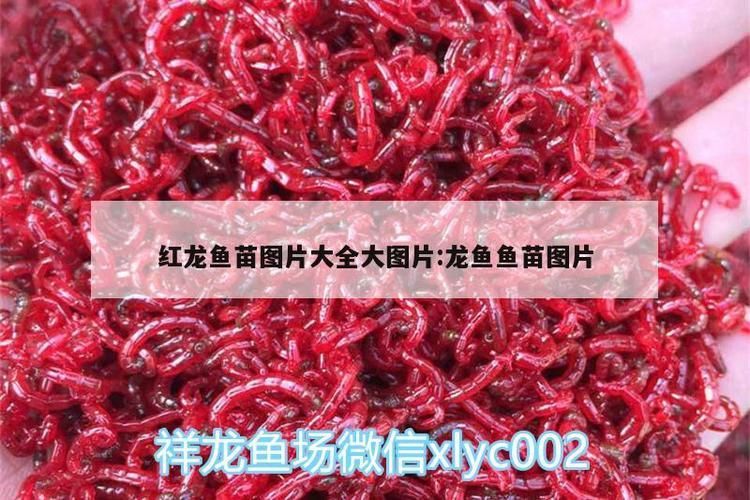 紅龍幼苗購(gòu)買(mǎi)渠道