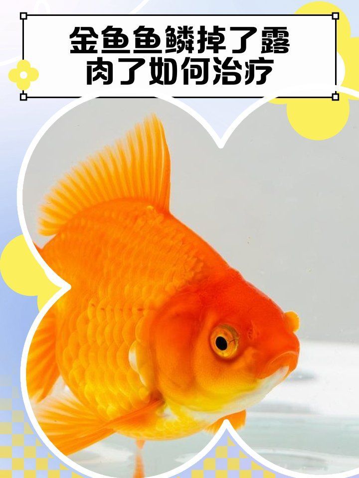 有哪些藥物可以治療金魚傷口，關于金魚傷口治療的一些建議
