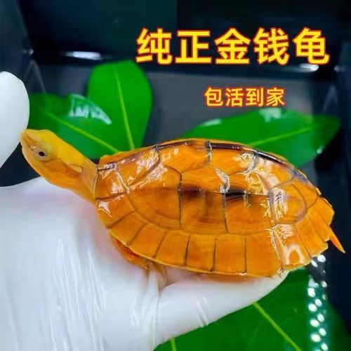 石龜擺放的最佳方位，石龜擺放的最佳方位需綜合，三大因素