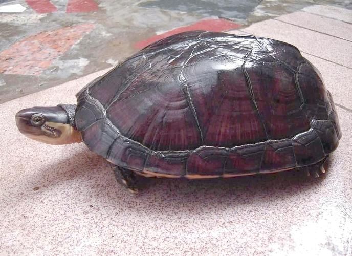 石龜擺放的最佳方位，石龜擺放的最佳方位需綜合，三大因素