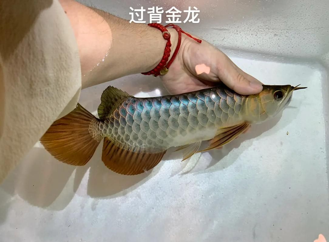 能提供一張高背和過背的對比圖嗎，一張高背和過背的對比圖能提供一張高背和過背的對比圖嗎