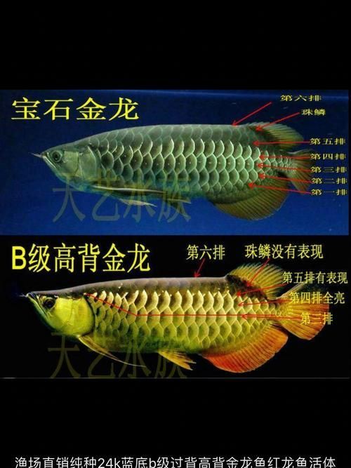 能提供一張高背和過背的對比圖嗎，一張高背和過背的對比圖能提供一張高背和過背的對比圖嗎
