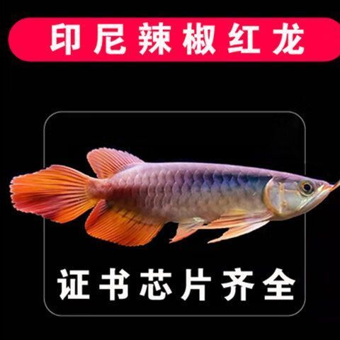 購買純種龍魚需要支付多少費(fèi)用，購買純種龍魚的費(fèi)用因地區(qū)、品種和商家而異