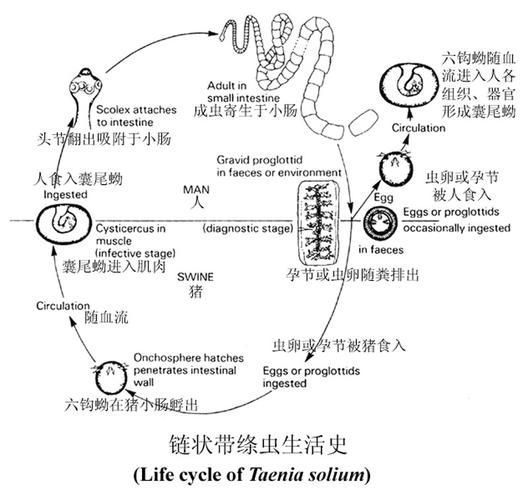 人類感染舌形絳蟲的概率有多大，arxiv論文助手arxiv論文助手獲取最新研究論文