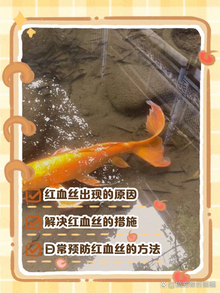 如何預防魚鰭紅血絲加重，如何預防魚鰭紅血絲的加重