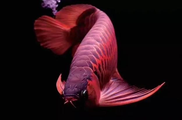 如何辨別瑰寶龍紅龍魚的品相，如何鑒別瑰寶龍紅龍魚