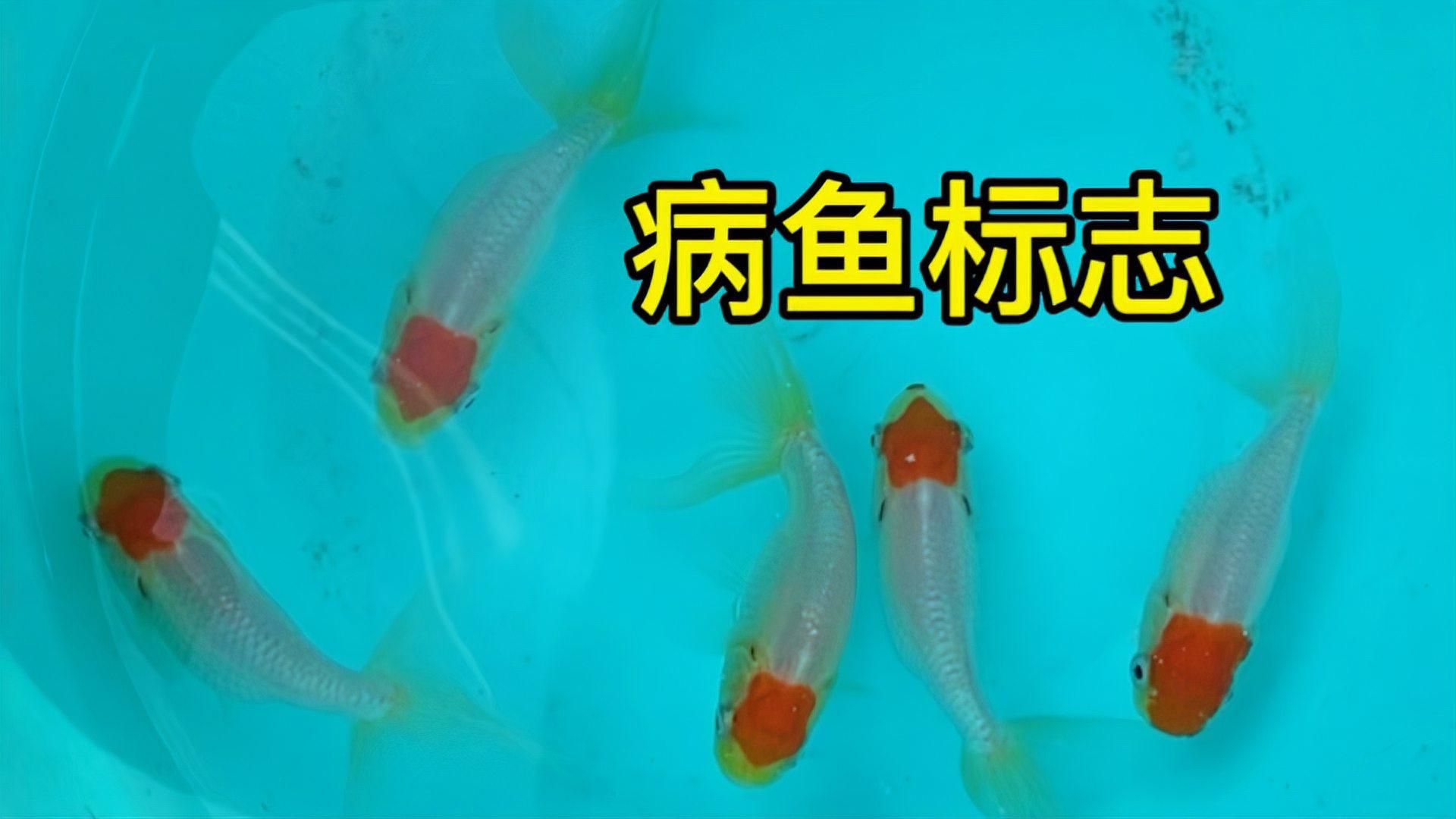 如何挑選健康的金魚，如何挑選一條健康的金魚