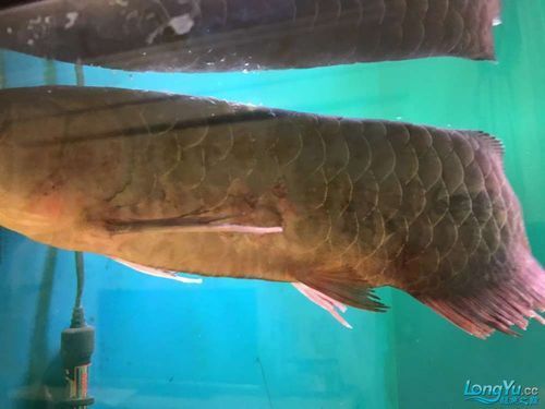 給我一些龍魚爛鰭爛尾的圖片示例，龍魚爛鰭爛尾是一種常見疾病