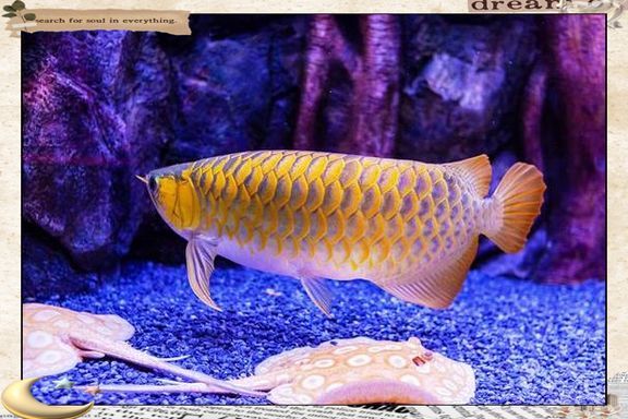 給我一些龍魚爛鰭爛尾的圖片示例，龍魚爛鰭爛尾是一種常見疾病