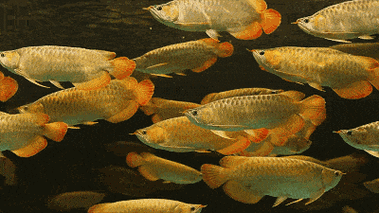 如何判斷龍魚是否適應了混養(yǎng)環(huán)境？，判斷龍魚是否適應了混養(yǎng)環(huán)境是否適應了混養(yǎng)環(huán)境