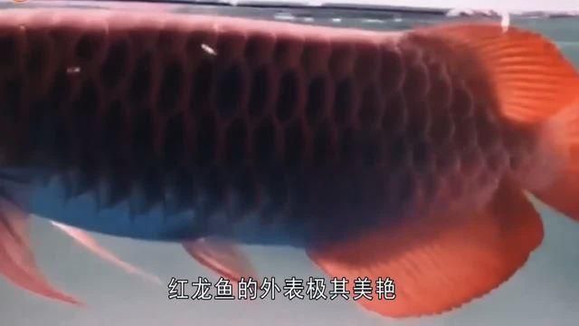 紅龍魚中哪個品種最貴，紅龍魚中哪個品種最昂貴
