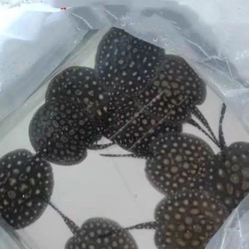 黑金魟魚的價格是多少？，黑金魟魚價格是多少