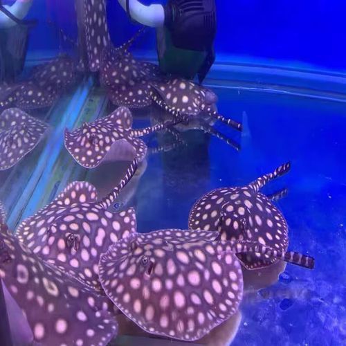 黑金魟魚的價格是多少？，黑金魟魚價格是多少