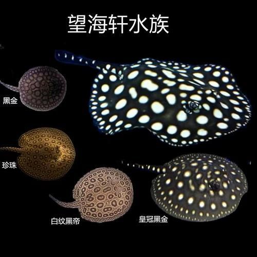 黑金魟魚的價格是多少？，黑金魟魚價格是多少