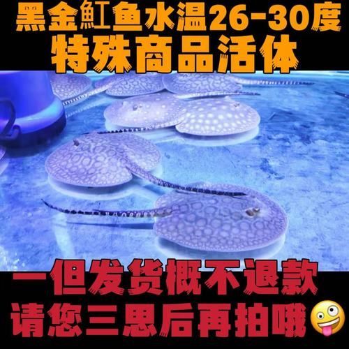 黑金魟魚的價格是多少？，黑金魟魚價格是多少