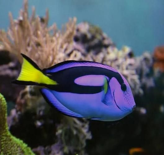 哪些龍魚品種容易發(fā)藍(lán)？，————科學(xué)詳解