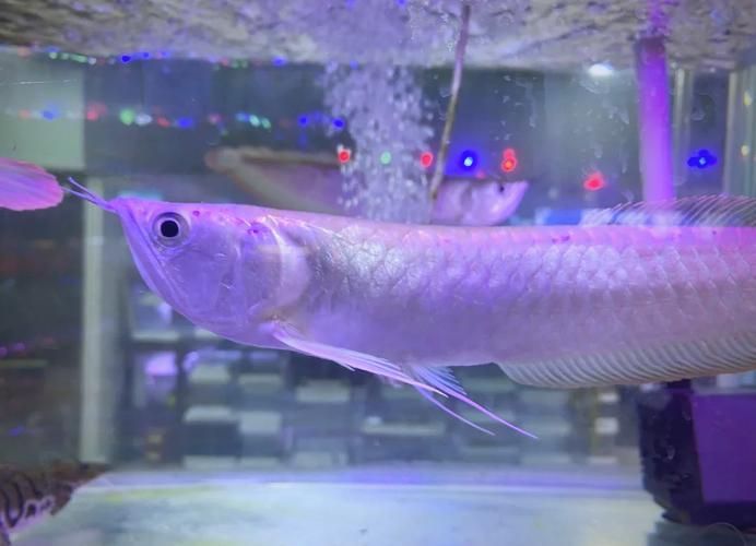 哪些龍魚品種容易發(fā)藍(lán)？，————科學(xué)詳解