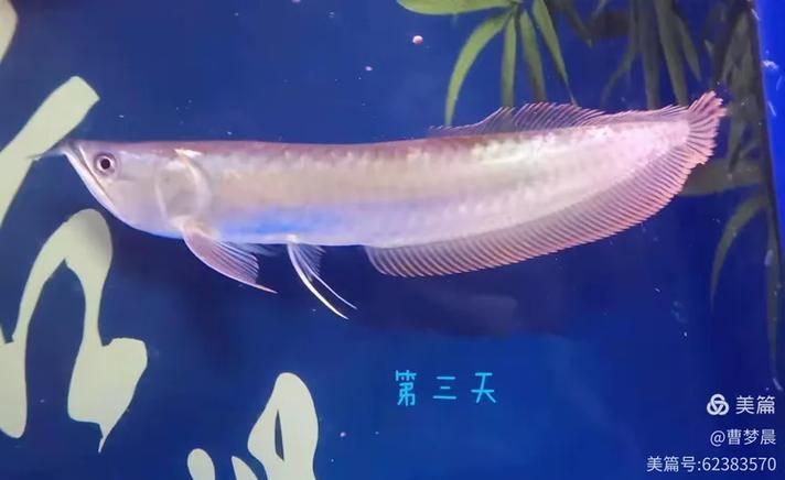 哪些龍魚品種容易發(fā)藍(lán)？，————科學(xué)詳解