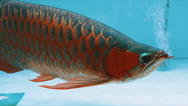 給我推薦一些動態(tài)龍魚壁紙，動態(tài)龍魚壁紙推薦