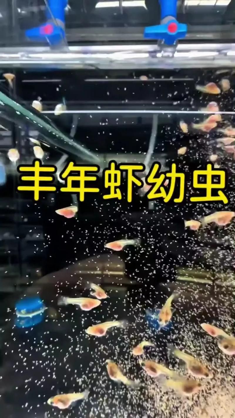 孟吉爾紅龍小苗期喂食技巧，孟吉爾紅龍喂食技巧