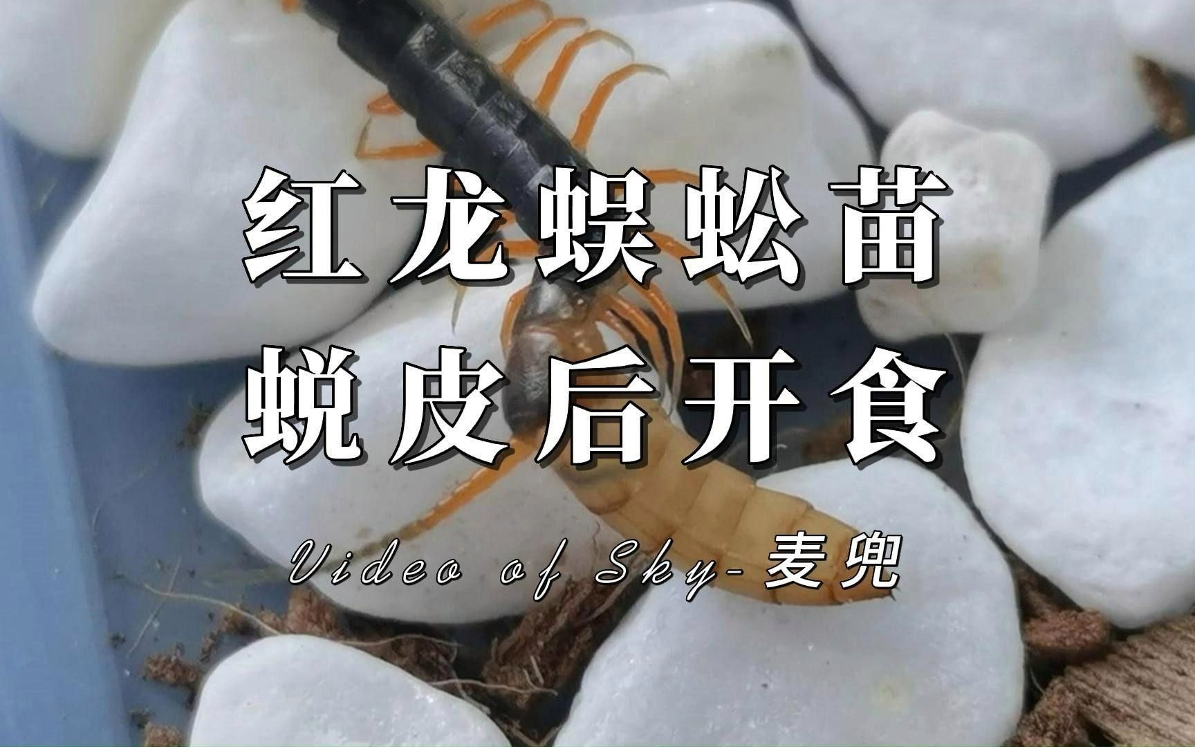 孟吉爾紅龍小苗期喂食技巧，孟吉爾紅龍喂食技巧