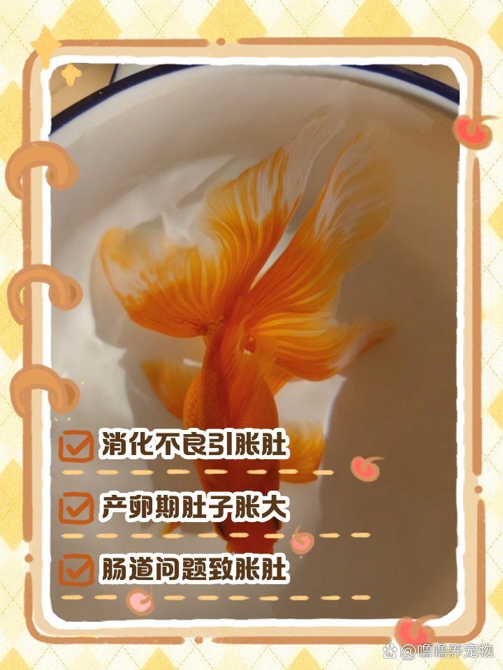 大肚子金魚如何喂食，大肚子金魚如何喂食，金魚肚子鼓鼓怎么回事嚕嚕養寵物