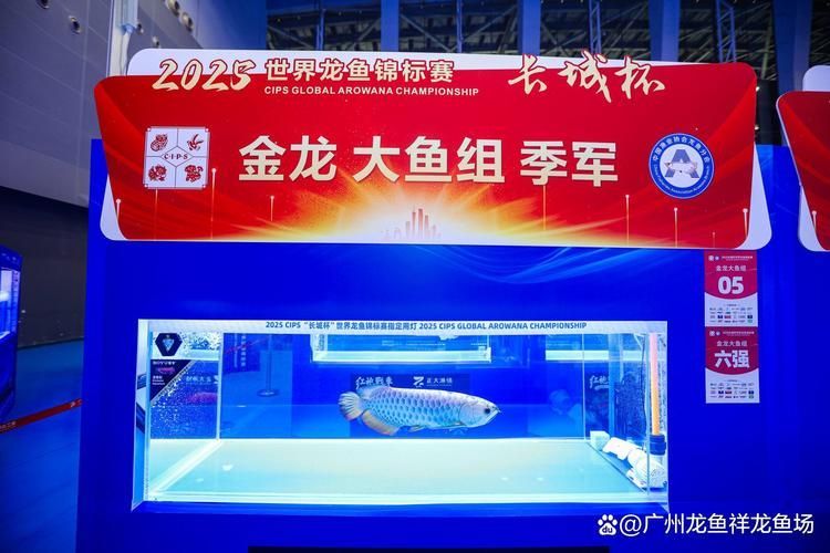 上海龍魚比賽有哪些規則？，上海龍魚比賽有哪些規則，