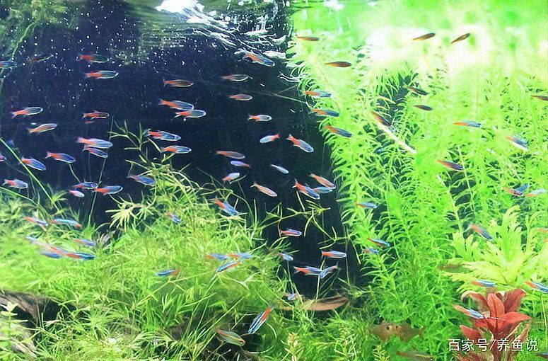 如何判斷水質是否適合養魚，arxiv論文助手判斷水質是否適合養魚