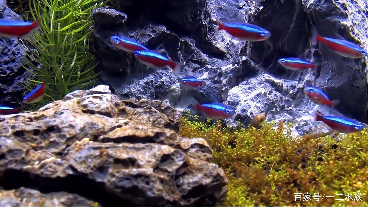 如何判斷水質是否適合養魚，arxiv論文助手判斷水質是否適合養魚