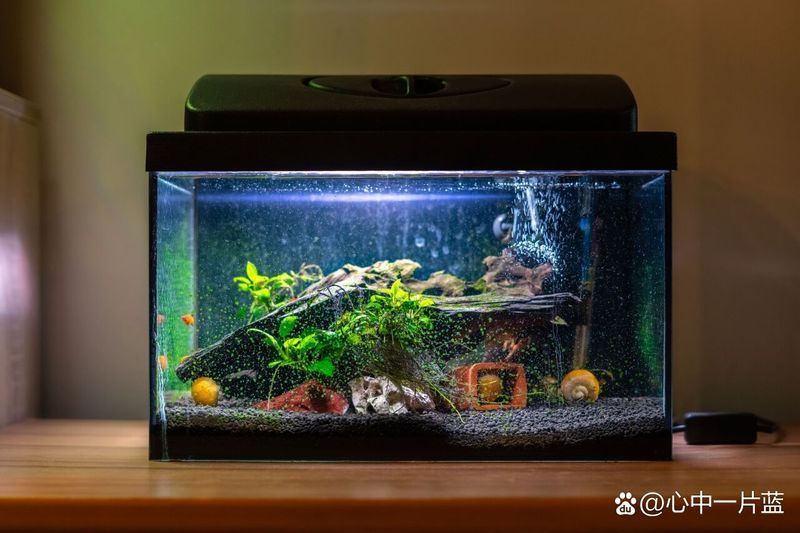 龍魚多久換一次燈，龍魚多久換一次燈，燈光管理策略，龍魚燈光管理日歷