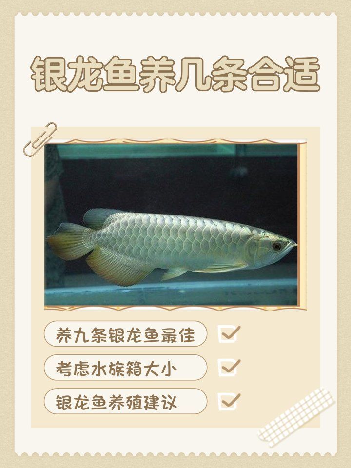 給我推薦一些適合新手的龍魚數量，給我推薦一些適合新手的龍魚