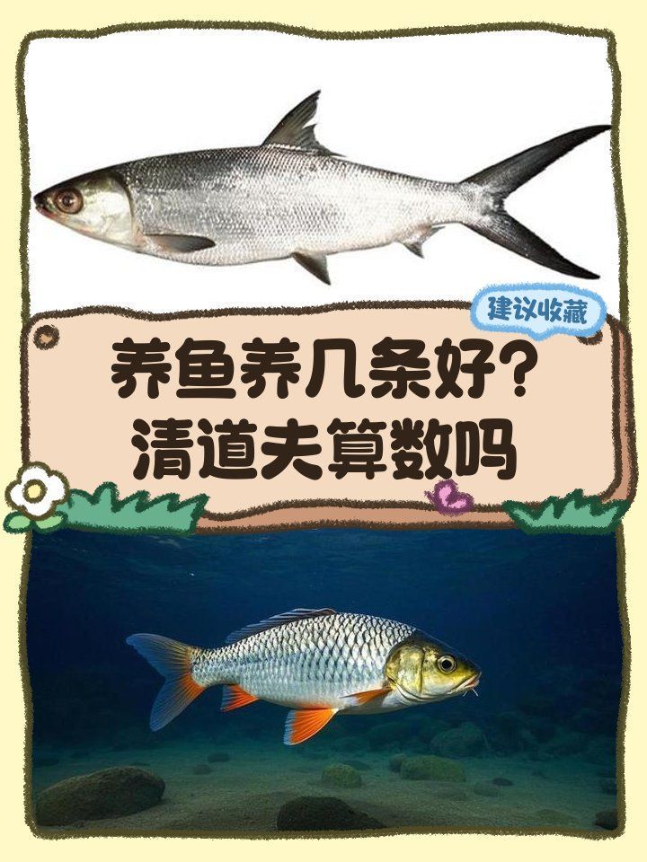 給我推薦一些適合新手的龍魚數量，給我推薦一些適合新手的龍魚