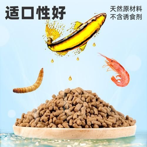 如何判斷龍魚飼料的質量？