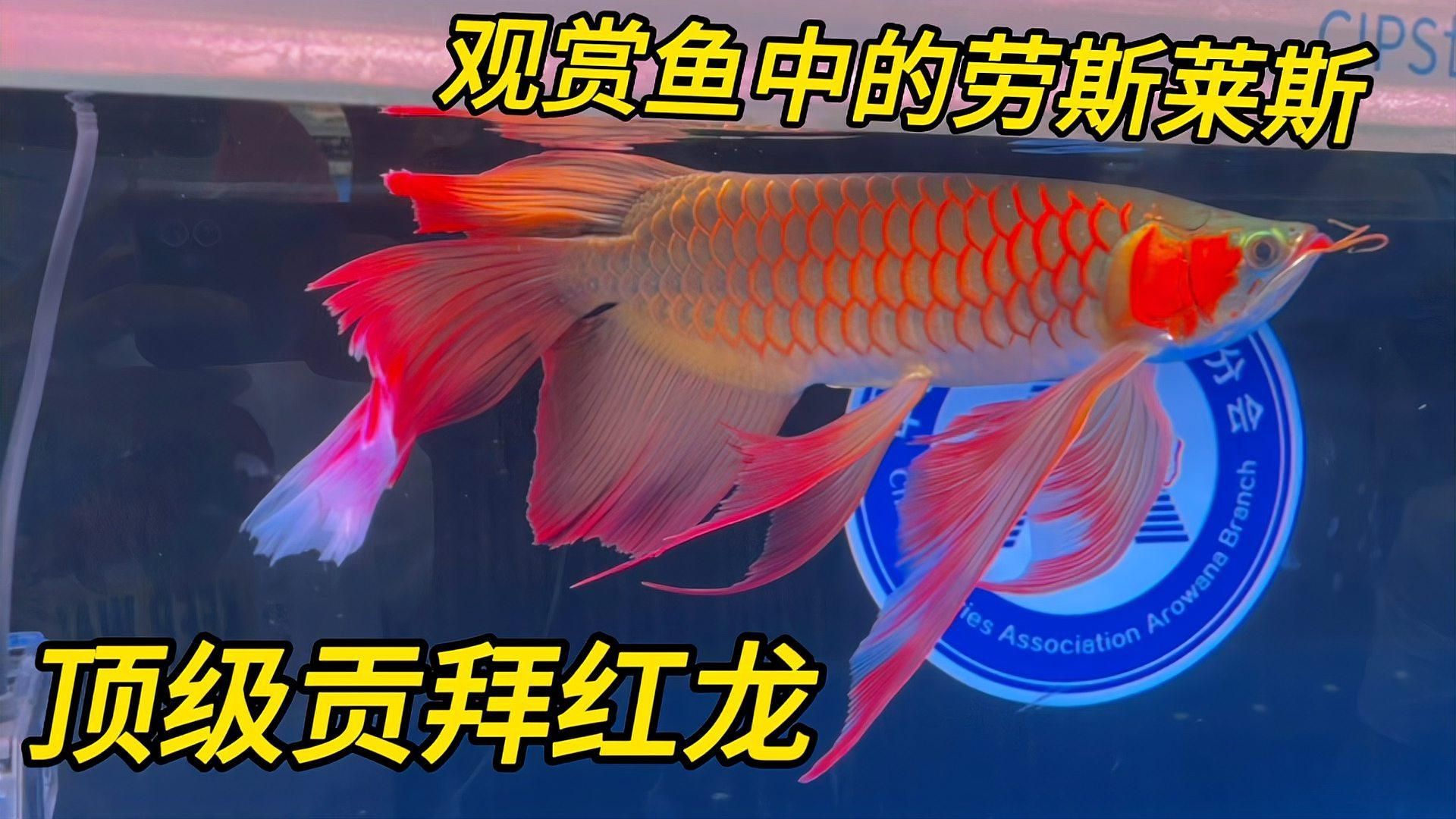 長城杯龍魚大賽對龍魚的適應性有何要求？，長城杯龍魚大賽對龍魚大賽對龍魚的適應性要求詳解