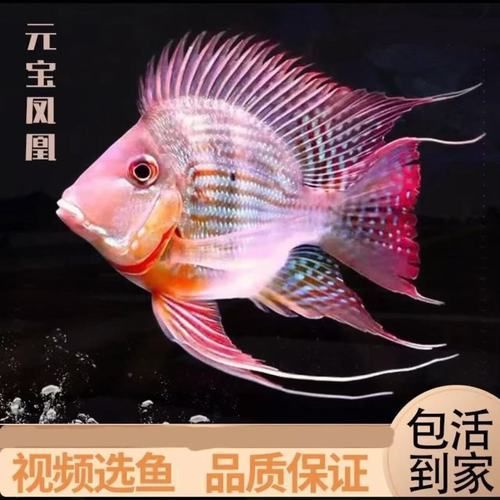 如何預約參觀廣東龍魚漁場，如何獲取能清晰參觀廣東龍魚