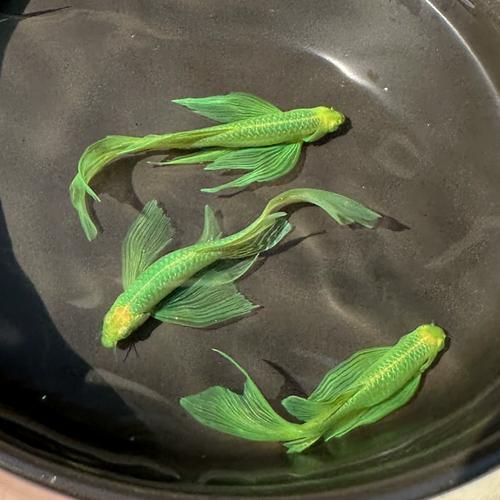 如何刺激斑馬魚進入繁殖期，刺激斑馬魚進入繁殖期