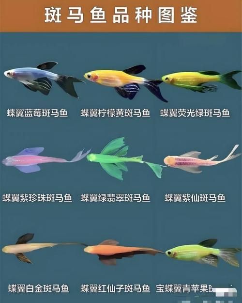 如何刺激斑馬魚進入繁殖期，刺激斑馬魚進入繁殖期