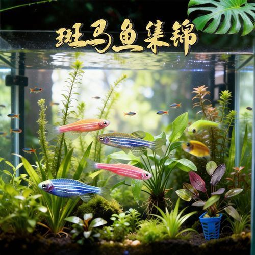 如何刺激斑馬魚進入繁殖期，刺激斑馬魚進入繁殖期