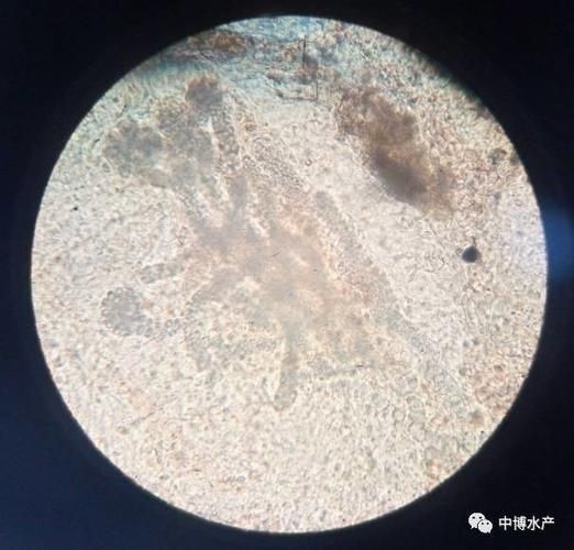 如何預防鰓病，arxiv論文助手arxiv論文助手預防鰓病調用工具