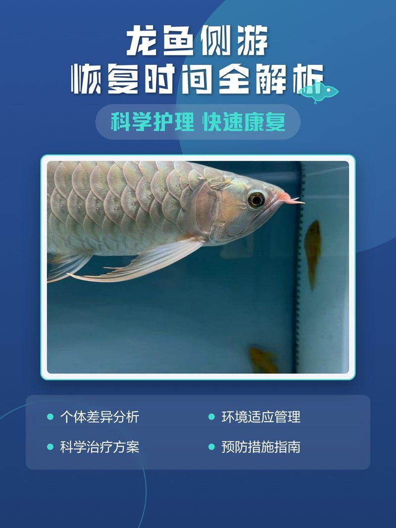 龍魚恢復期應該多久喂一次，龍魚恢復期應該多久喂一次龍魚恢復期多久喂一次