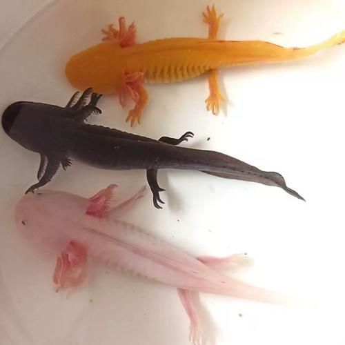 假死狀態下的六角恐龍魚如何喂食，假死狀態下的六角恐龍魚