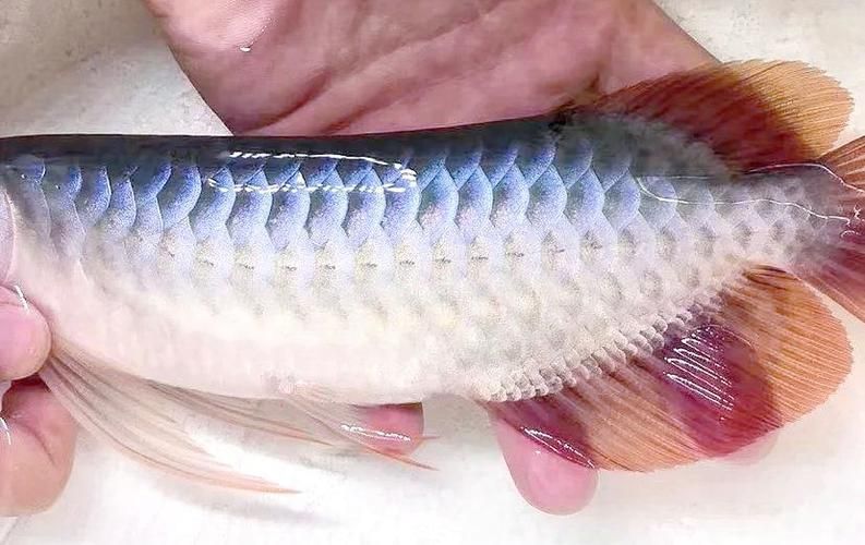 如何辨別真假寧安龍魚？，如何辨別真假寧安龍魚并非官方認(rèn)證的獨(dú)立品種
