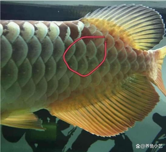 如何辨別真假寧安龍魚？，如何辨別真假寧安龍魚并非官方認(rèn)證的獨(dú)立品種