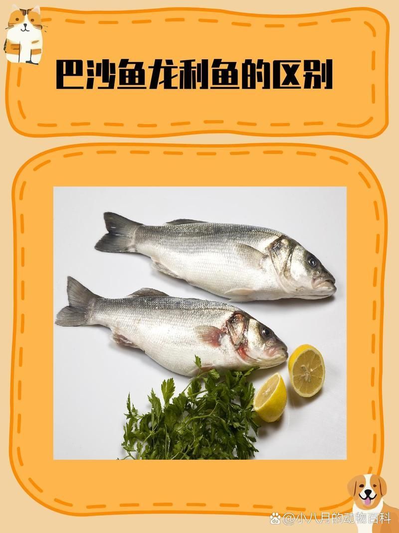 祥龍魚場的龍利魚是什么魚？，祥龍魚場的龍利魚是什么魚