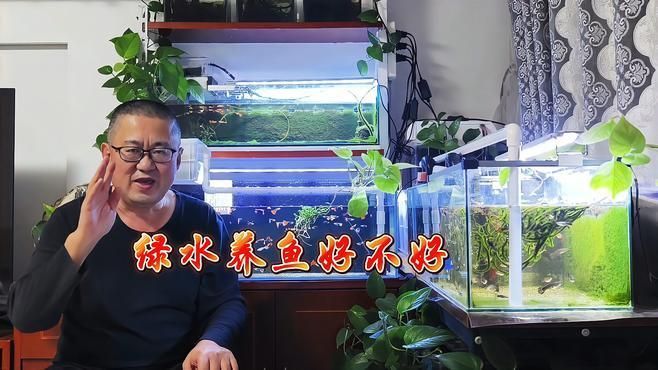 魚缸水發綠對魚有害嗎？，如何判斷魚缸水是否發綠？