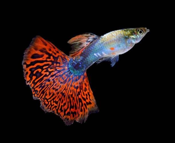 有哪些孔雀魚品種，孔雀魚的信息整理