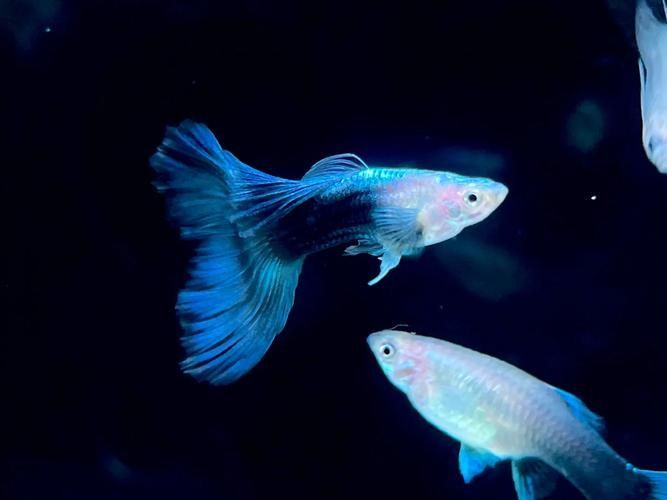 有哪些孔雀魚品種，孔雀魚的信息整理